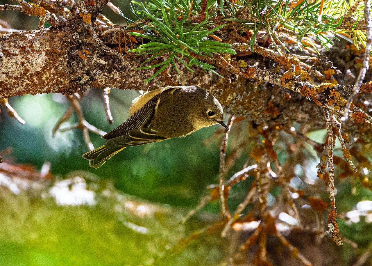 Ruby-crowned Kinglet at Alta with its red crown feathers concealed