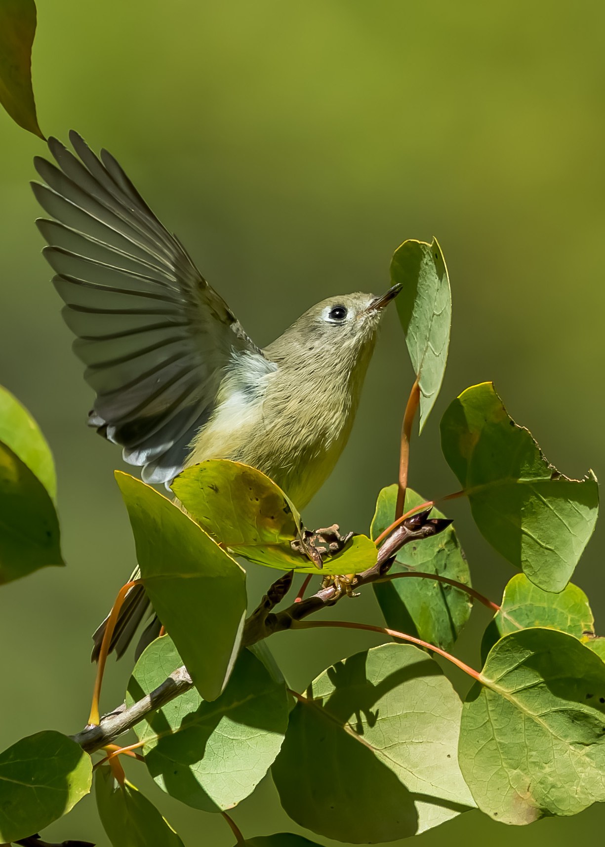 Ruby-crowned Kinglet spreading its wing among aspen leaves at Alta, Utah