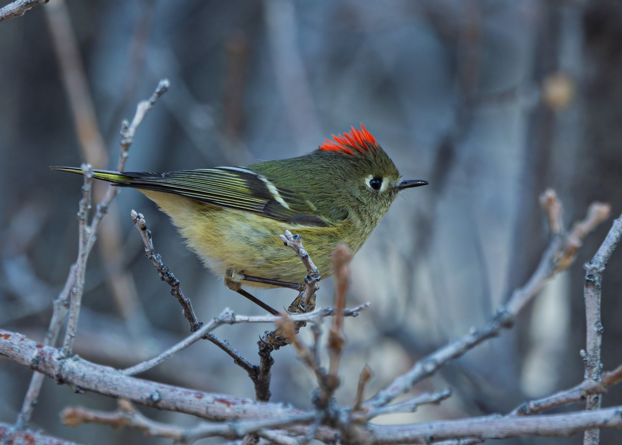 Male Ruby-crowned Kinglet with its bright red crown feathers fully raised