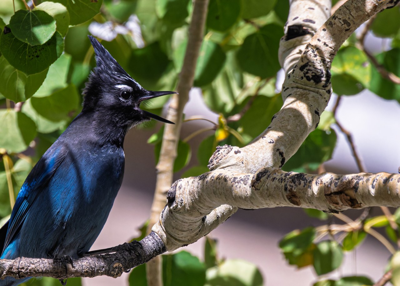 Steller’s Jay calling from an aspen branch at Alta, Utah