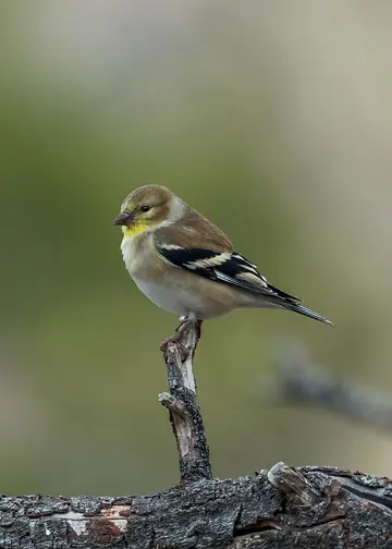 American Goldfinch perched on a branch