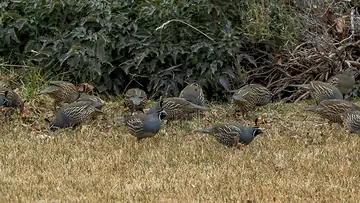 California Quail covey roaming in the yard