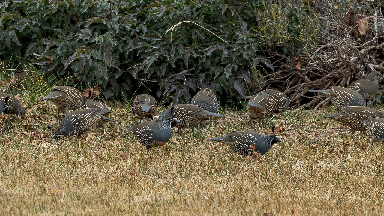 California Quail covey roaming in the yard