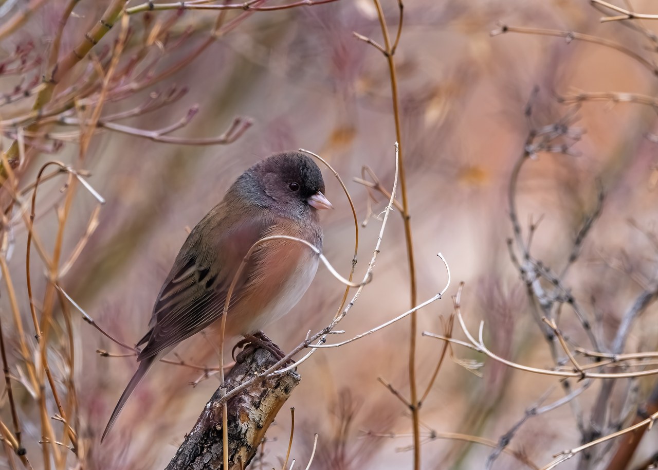 Dark-eyed Junco perched on a branch
