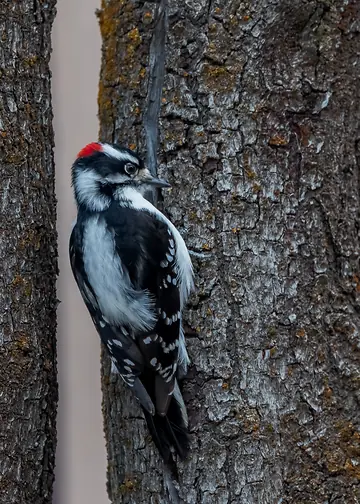 Downy Woodpecker clinging to a tree trunk