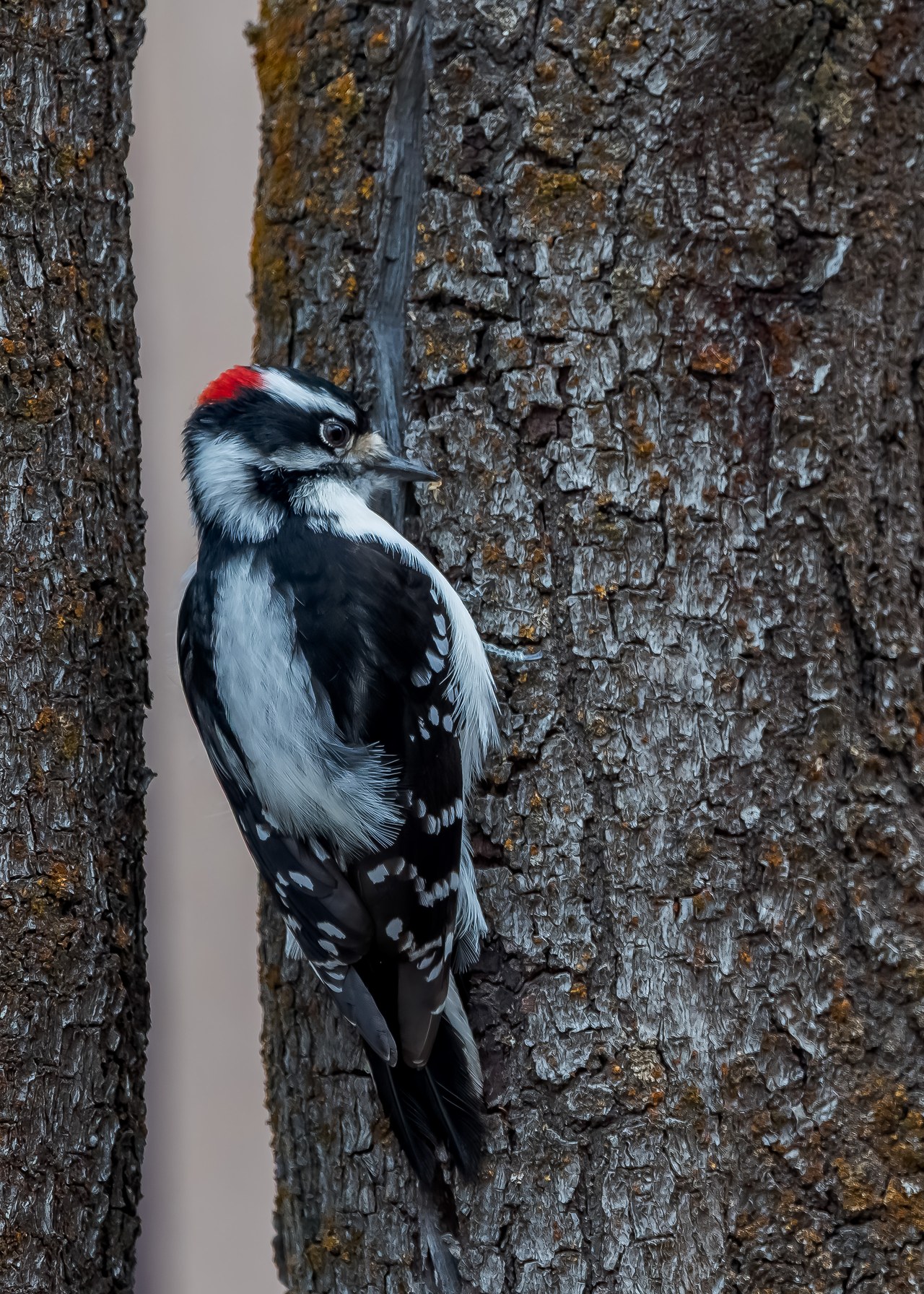 Downy Woodpecker clinging to a tree trunk