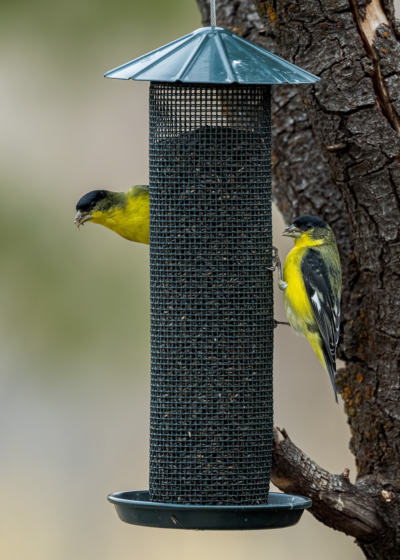 Lesser Goldfinches feeding on a feeder
