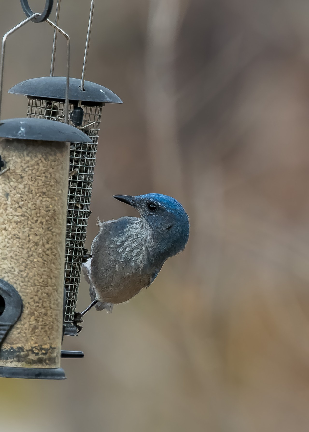 Woodhouse’s Scrub-Jay perched on a backyard feeder