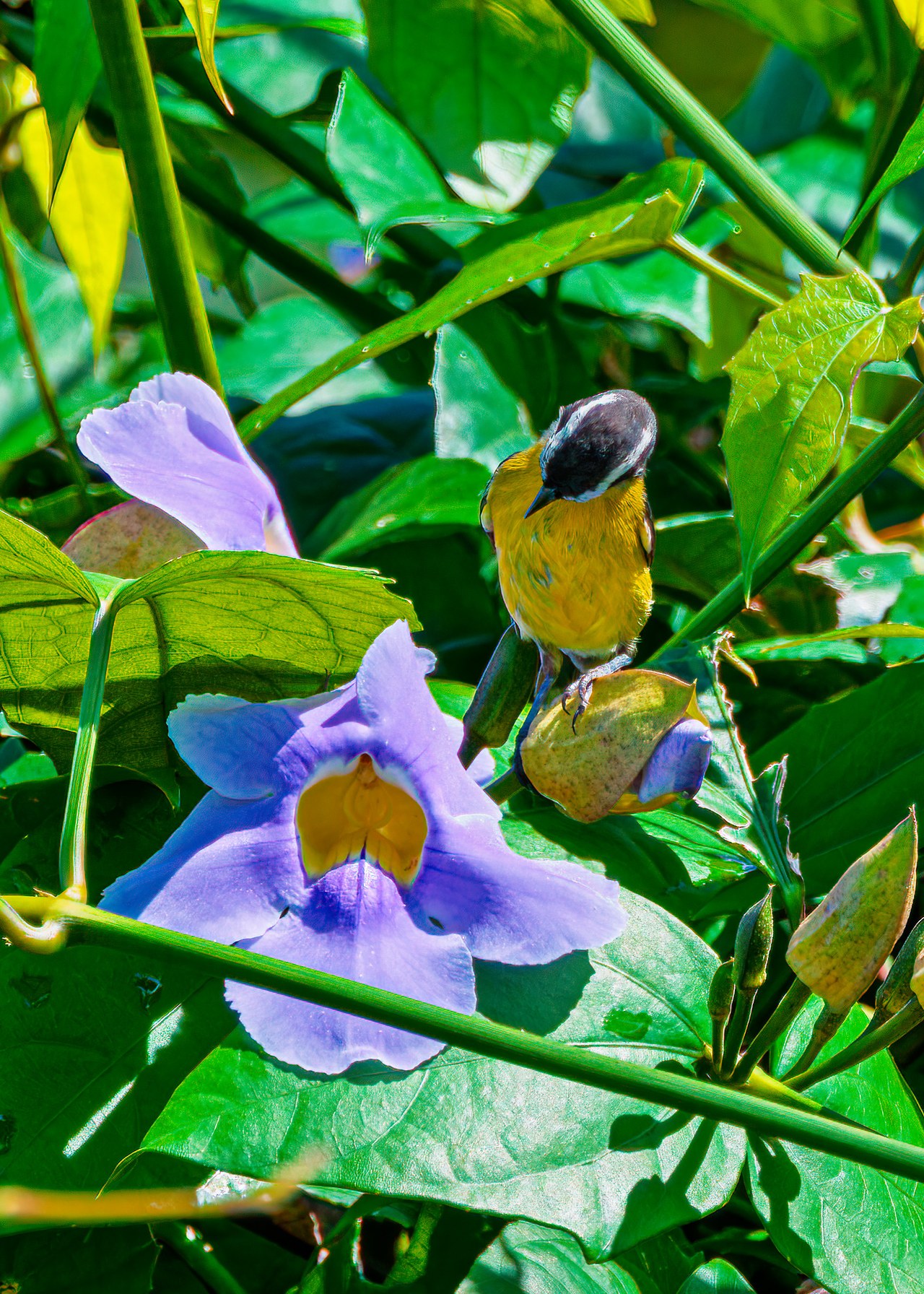 Bananaquit feeding among purple flowers and dense green vines at the HXP house in Bucaramanga, Colombia