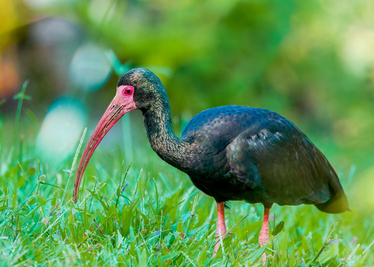 Bare-faced Ibis near the HXP house in Bucaramanga