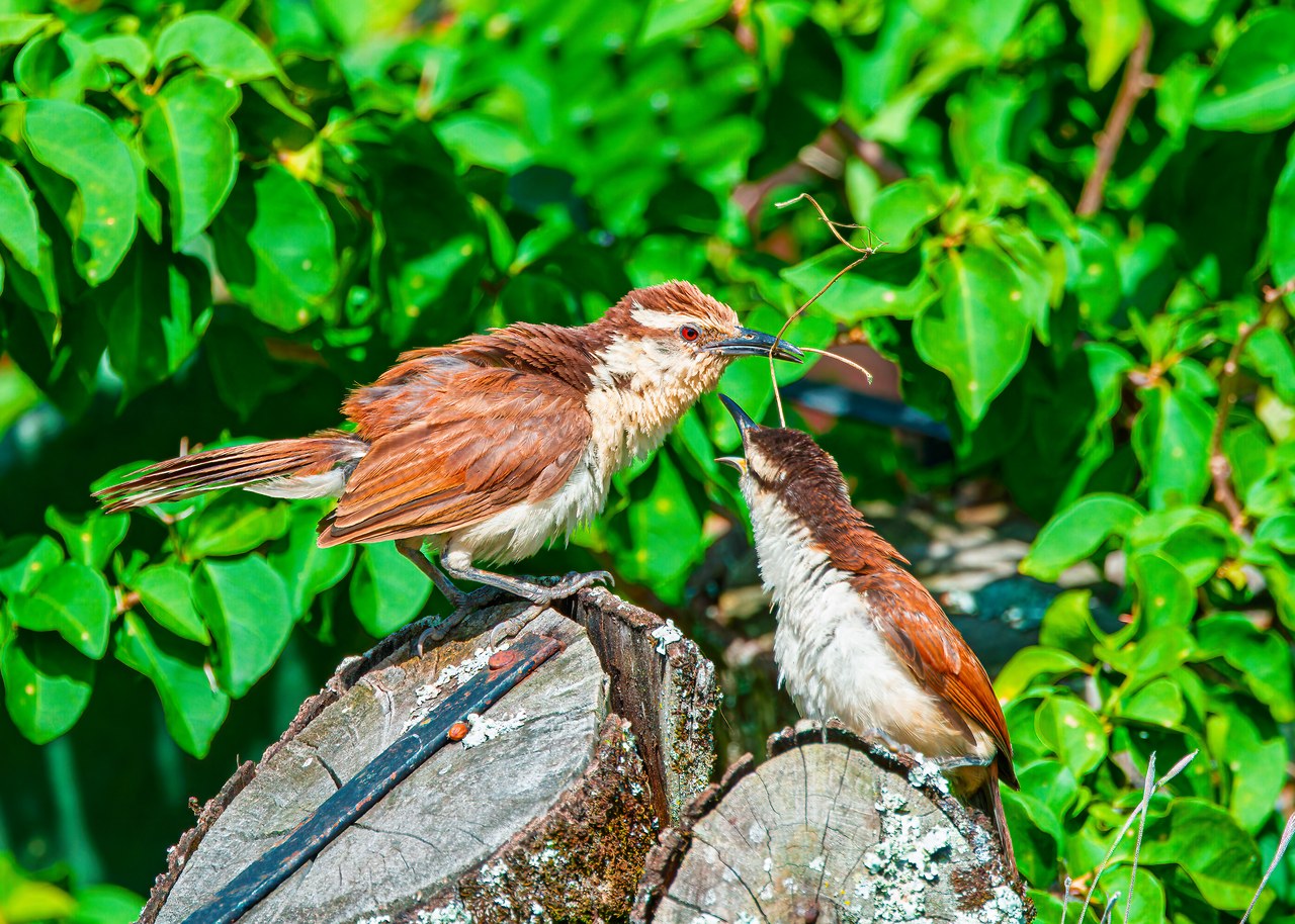 Adult Bicolored Wren offering nesting material to a juvenile at the HXP house in Bucaramanga, Colombia