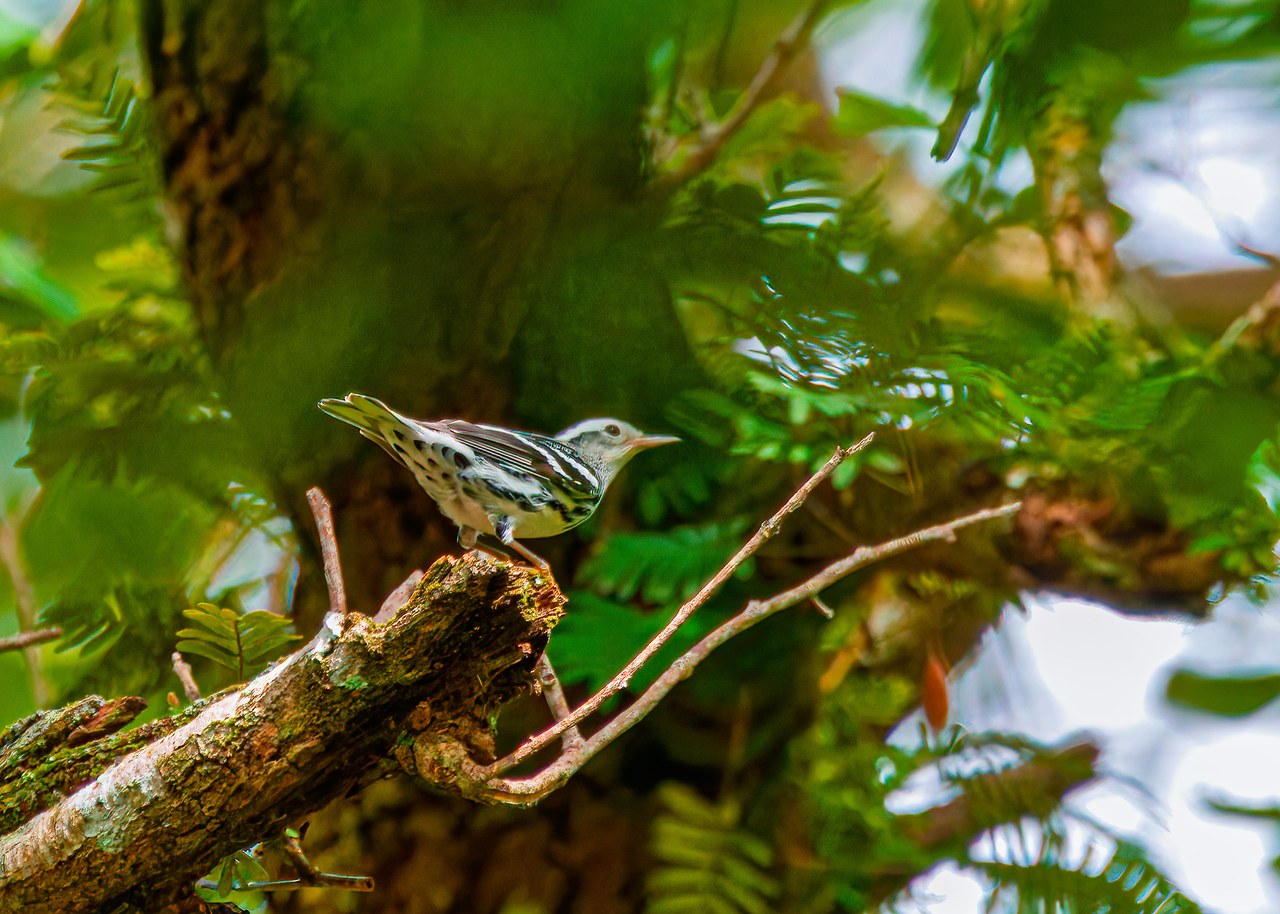 Black-and-white Warbler perched on a branch at A. D. Barnes Park in Miami, Florida