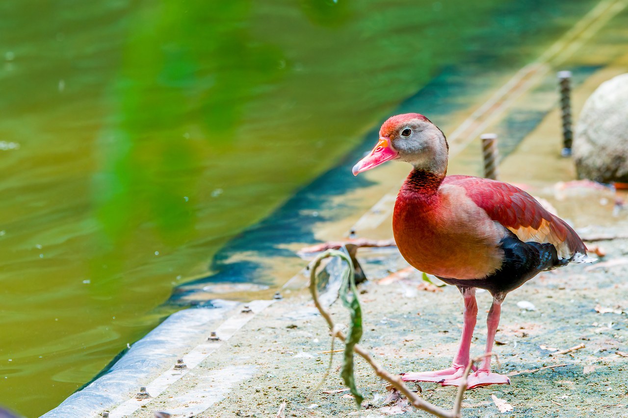 Black-bellied Whistling-Duck standing beside a pond at the Bucaramanga Botanical Gardens, Colombia