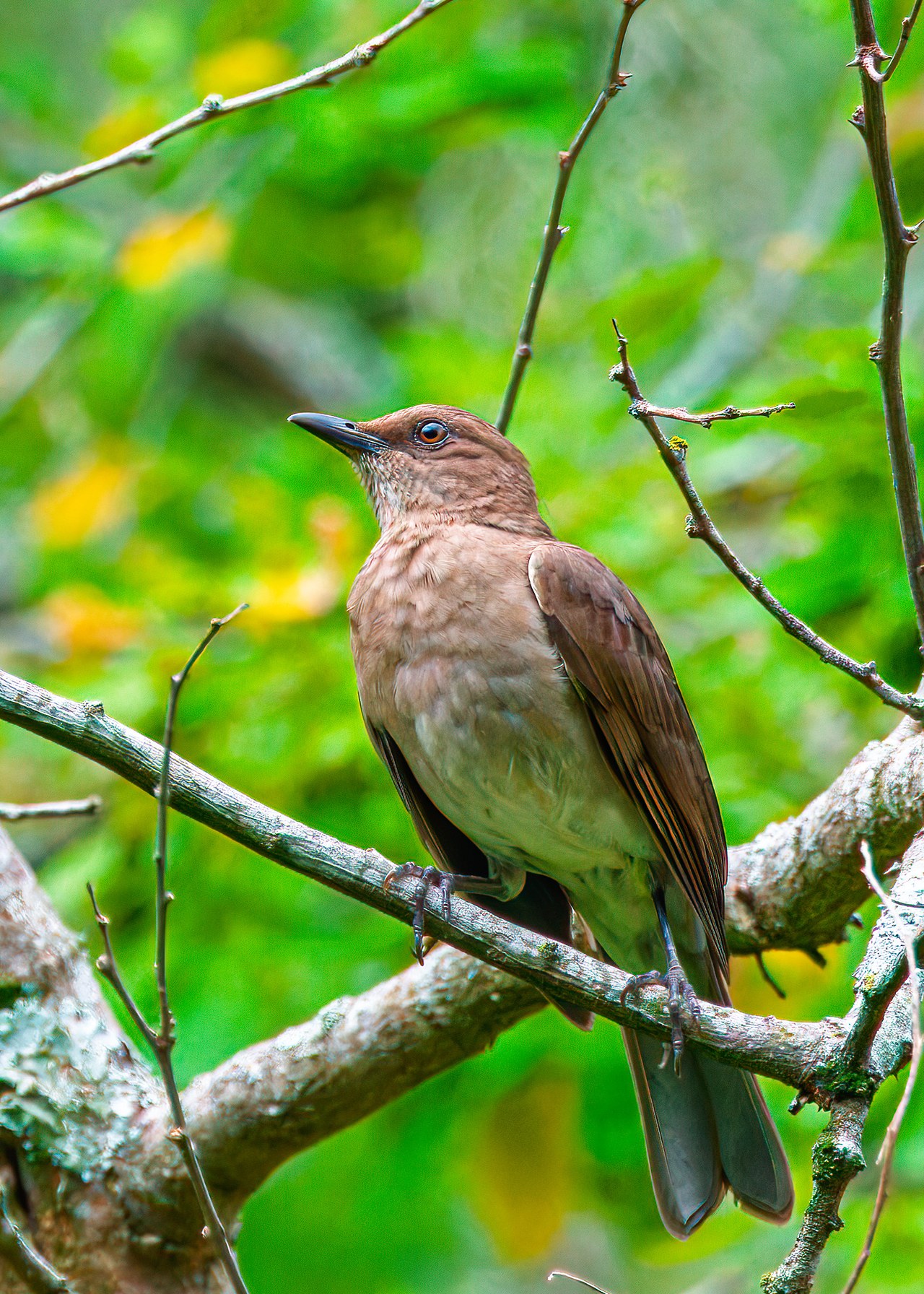 Black-billed Thrush perched on a branch in the Bucaramanga Botanical Gardens, Colombia