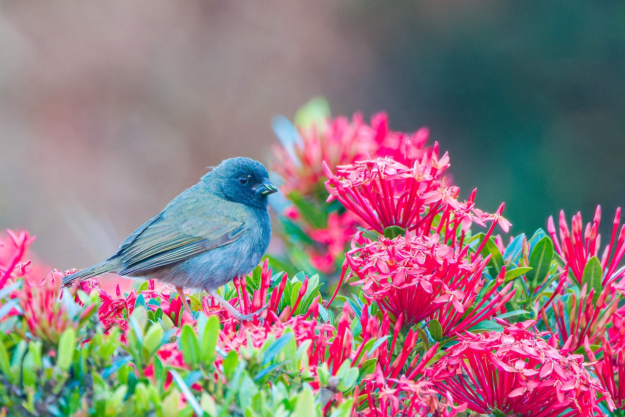 Black-faced Grassquit perched among red garden flowers at the HXP house in Bucaramanga, Colombia