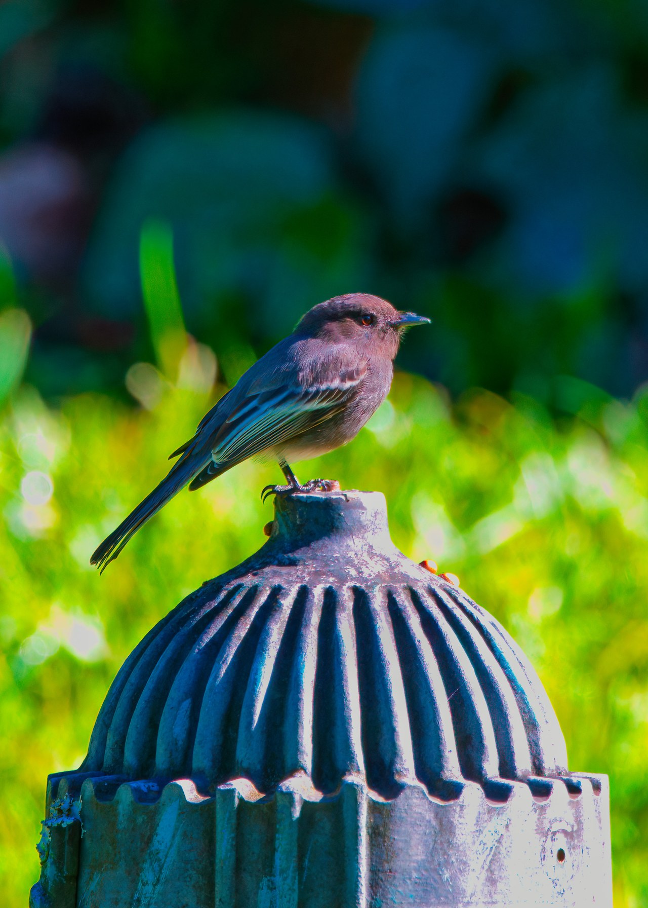 Black Phoebe perched on a house structure near its nesting site at the HXP house in Bucaramanga, Colombia