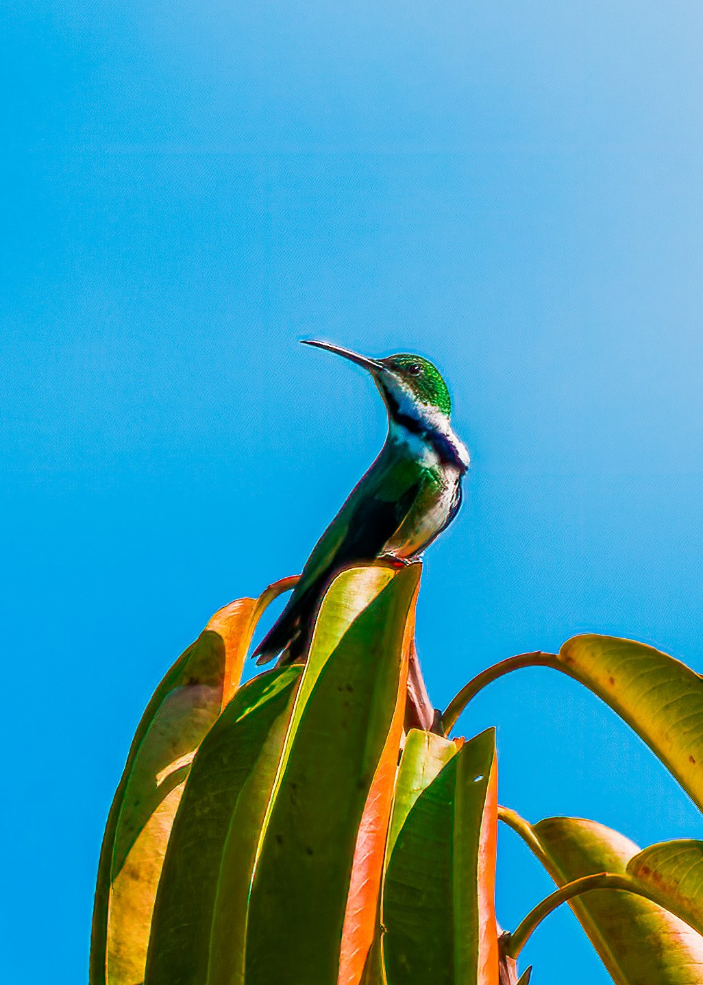 Black-throated Mango perched on the tip of broad green leaves against a bright blue sky at the HXP house near Bucaramanga, Colombia