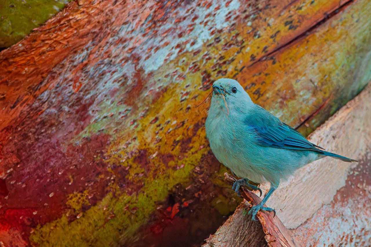 Blue-gray Tanager perched against a colorful palm trunk near the HXP house in Peñol, Antioquia, Colombia