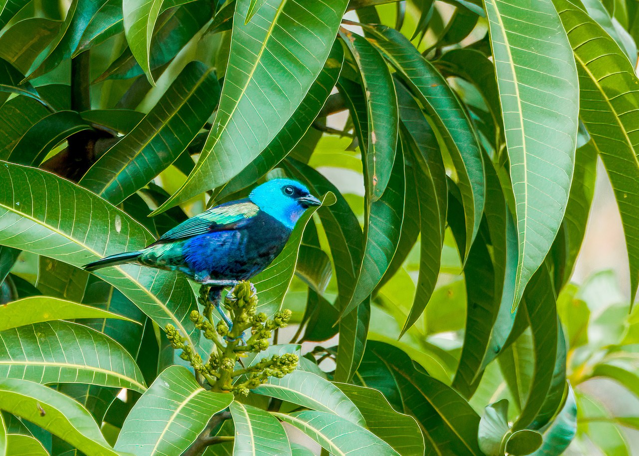 Blue-necked Tanager in leafy branches