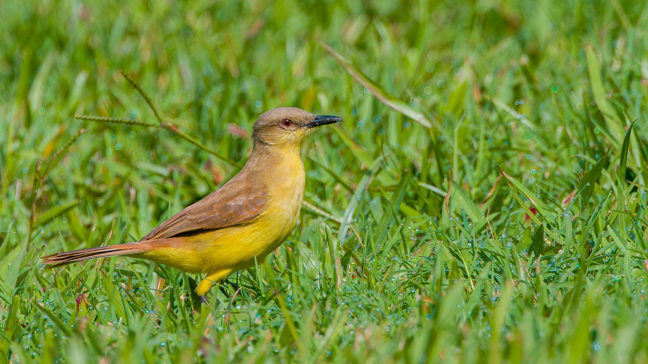Cattle Tyrant standing in dewy grass in the morning sun at the HXP house in Bucaramanga, Colombia