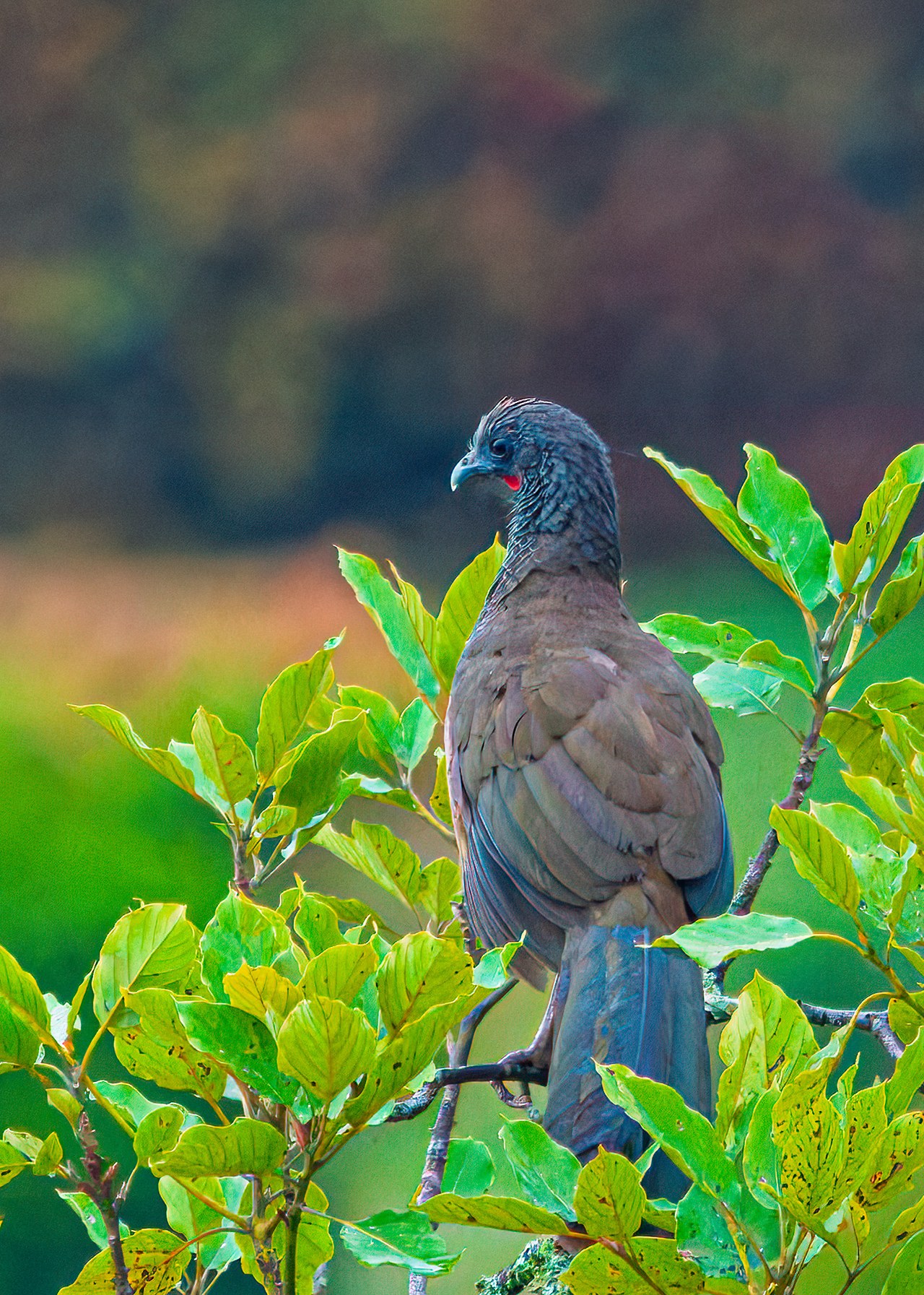 Colombian Chachalaca in the distance
