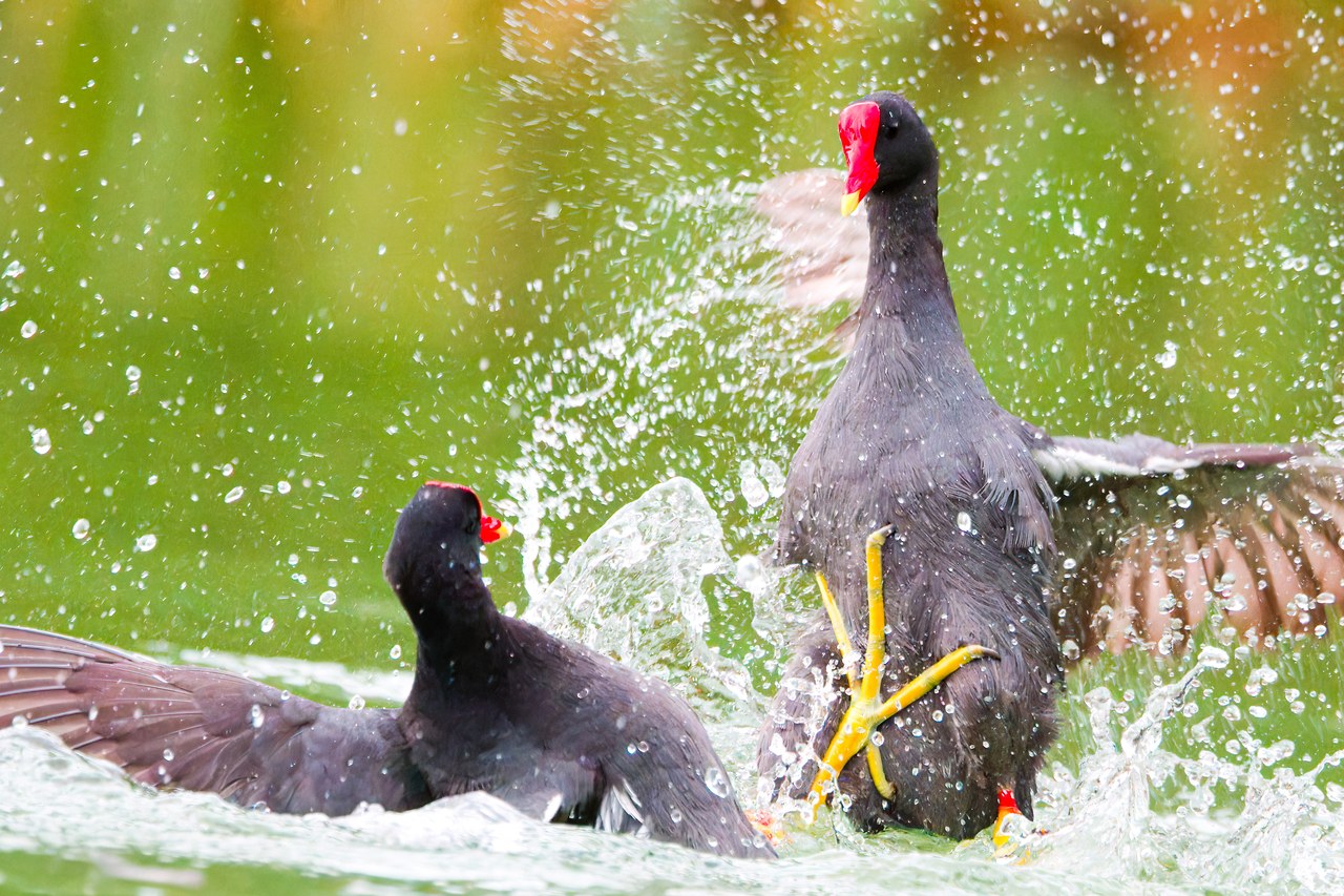 Common Gallinules splashing during a fight