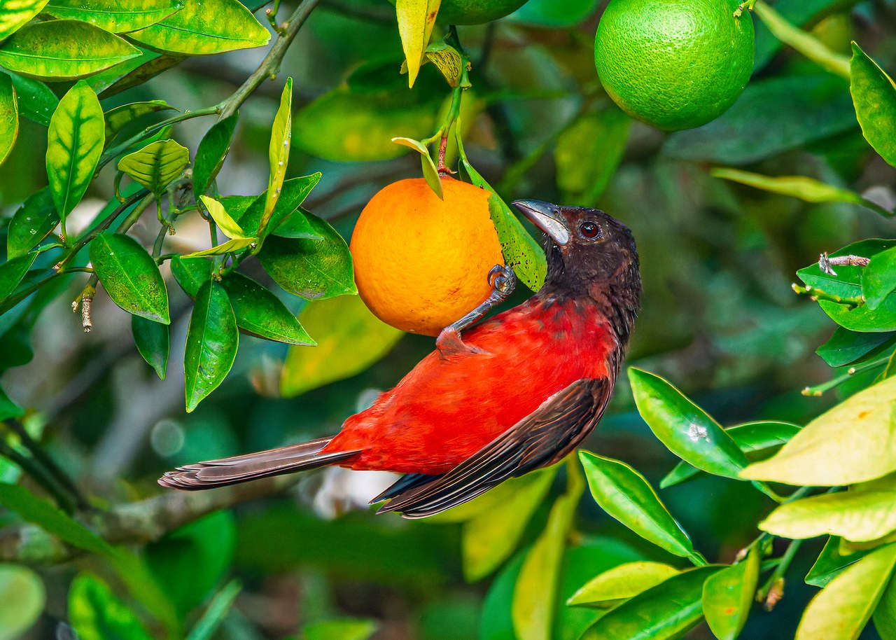 Crimson-backed Tanager perched in an orange tree at the HXP house in Bucaramanga, Colombia