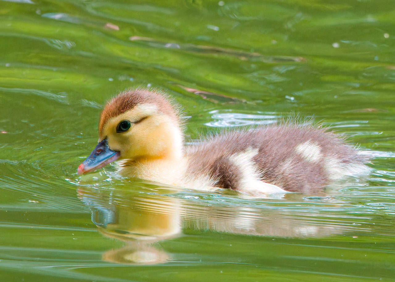 Duckling photographed in the botanical gardens