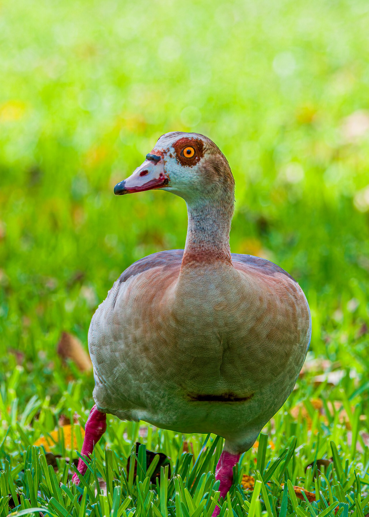 Egyptian Goose at A. D. Barnes Park in Miami