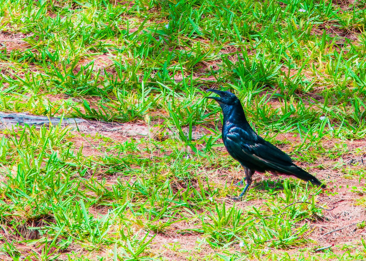 Fish Crow standing in grass at A. D. Barnes Park in Miami, Florida