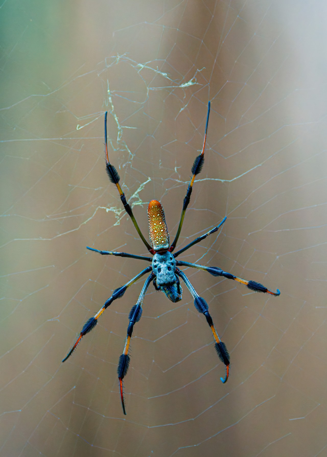 Golden Silk Orb-weaver spider resting at the center of its web at A. D. Barnes Park in Miami, Florida