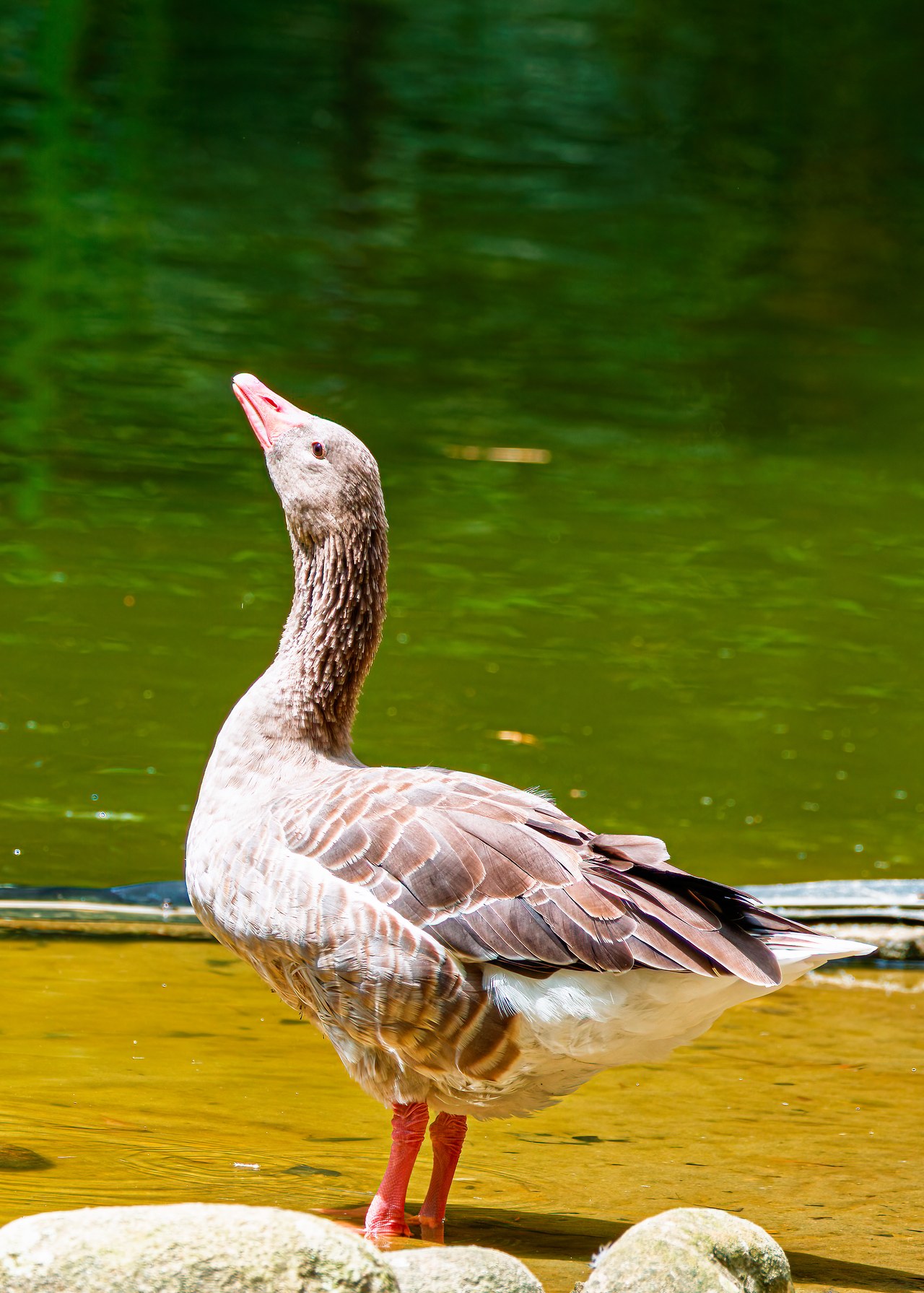 Graylag Goose standing at the edge of a pond at the Bucaramanga Botanical Gardens, Colombia