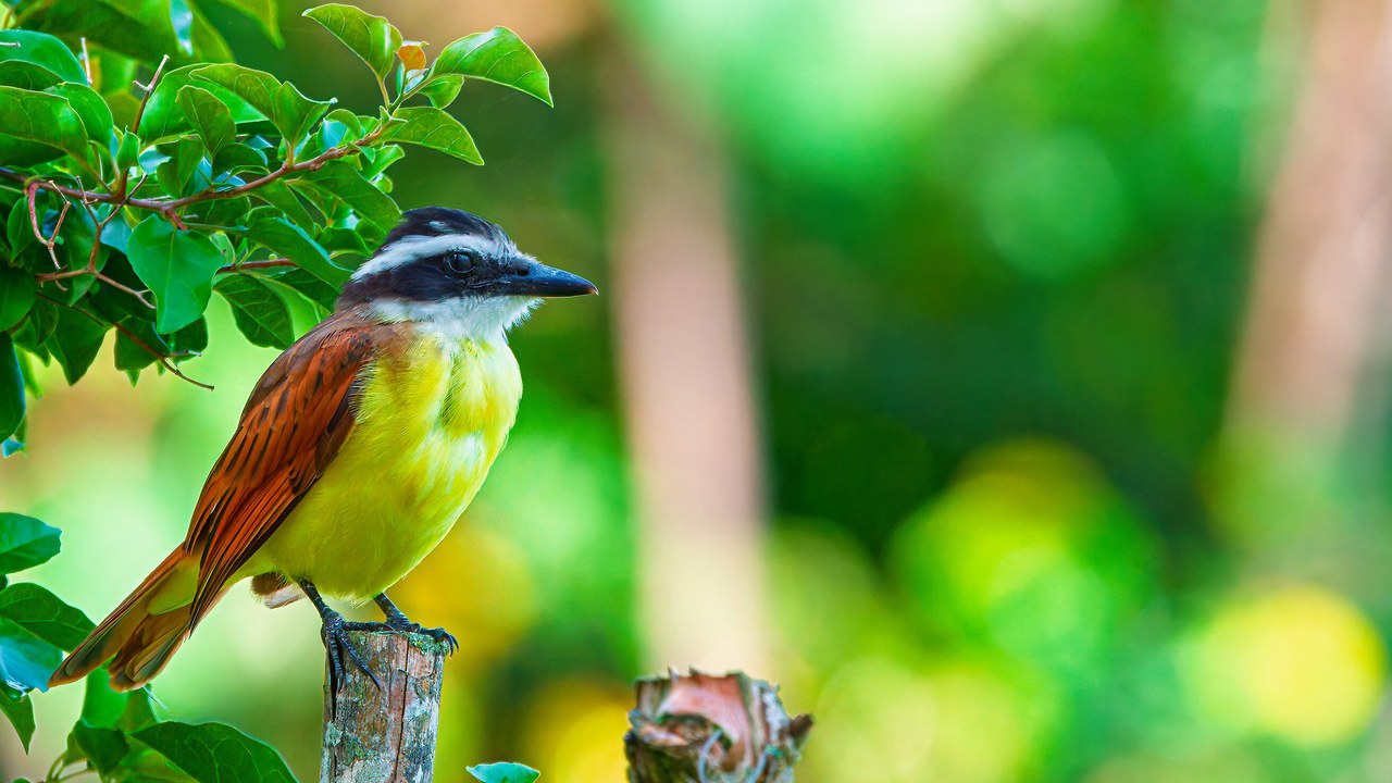 Great Kiskadee perched at the HXP house in Bucaramanga