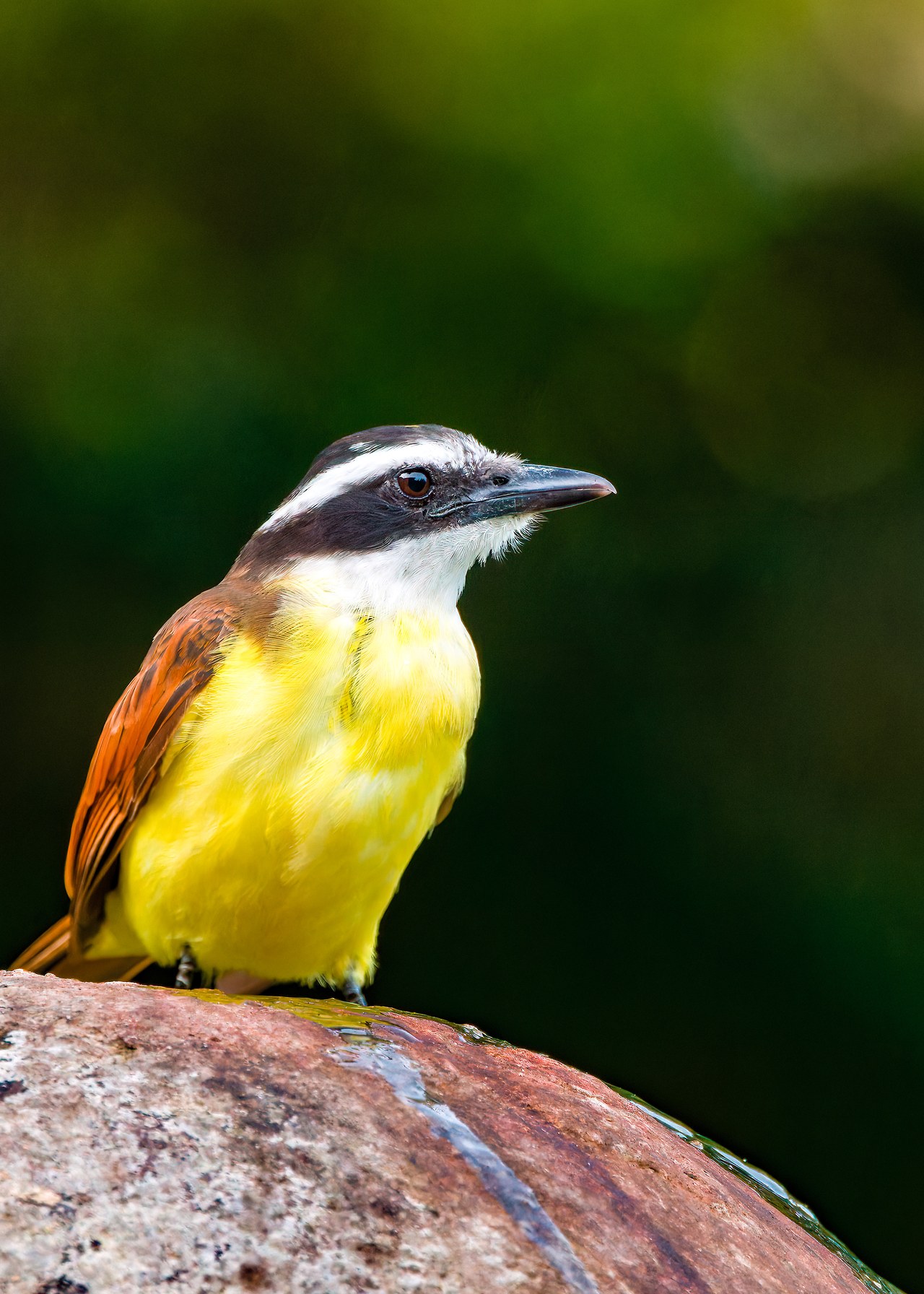 Great Kiskadee perched at the HXP house