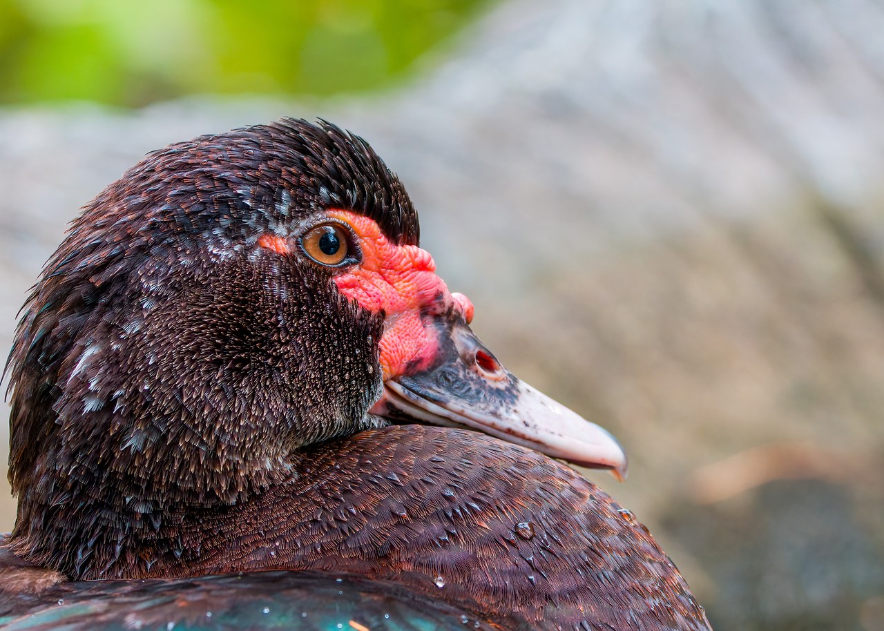 Muscovy Duck standing near a pond at the Bucaramanga Botanical Gardens, Colombia