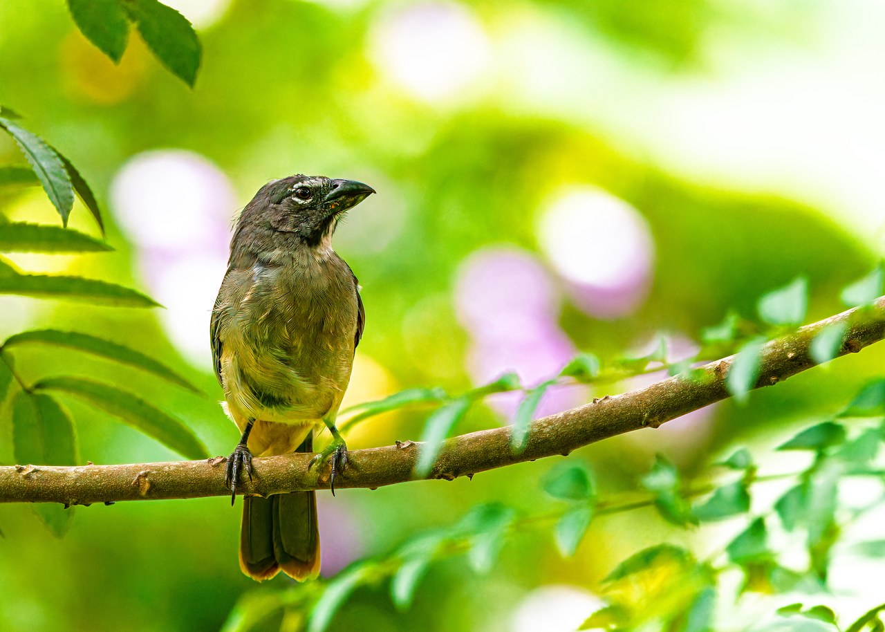 Olive-gray Saltator perched on a leafy branch at the Bucaramanga Botanical Gardens, Colombia