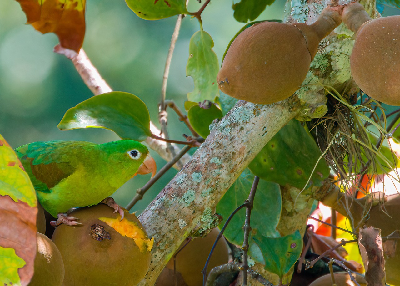 Orange-chinned Parakeet feeding on ripe sapodilla fruit from a tree near the HXP house in Bucaramanga, Colombia