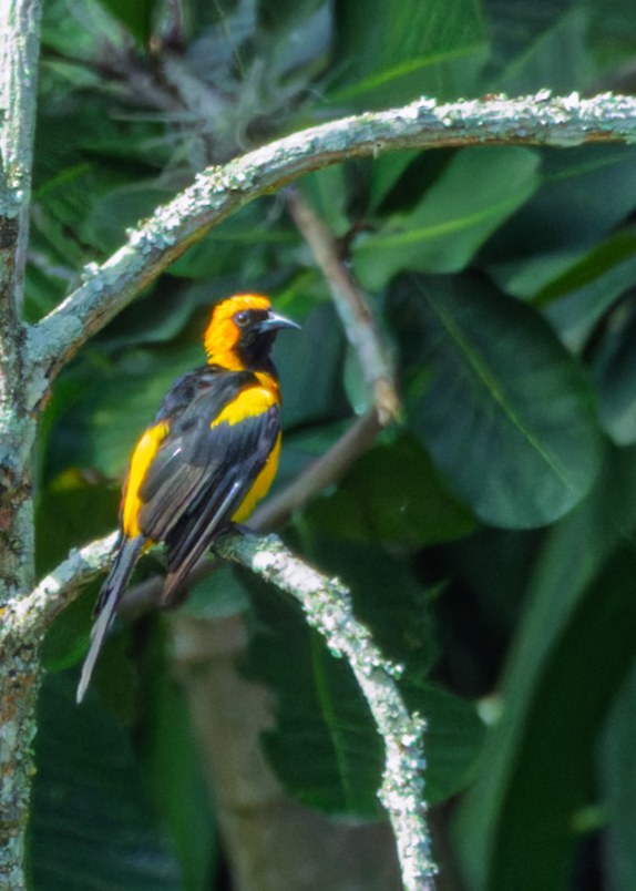 Orange-crowned Oriole perched in dense green foliage near the HXP house in Bucaramanga, Colombia