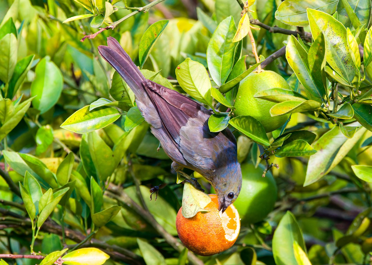 Palm Tanager feeding on fruit in a leafy tree at the HXP house in Bucaramanga, Colombia