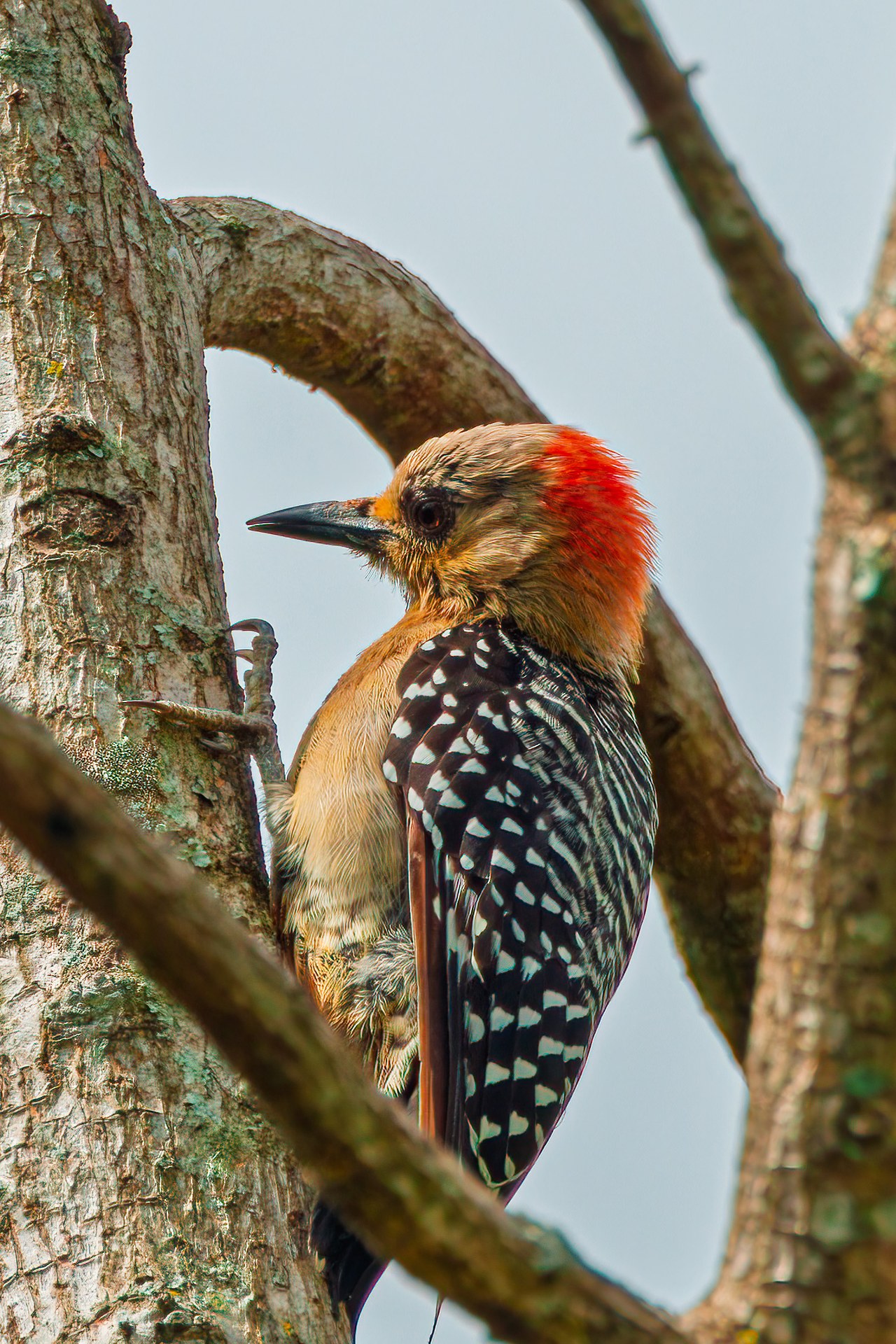 Red-crowned Woodpecker clinging to a tree trunk near the HXP house in Bucaramanga, Colombia