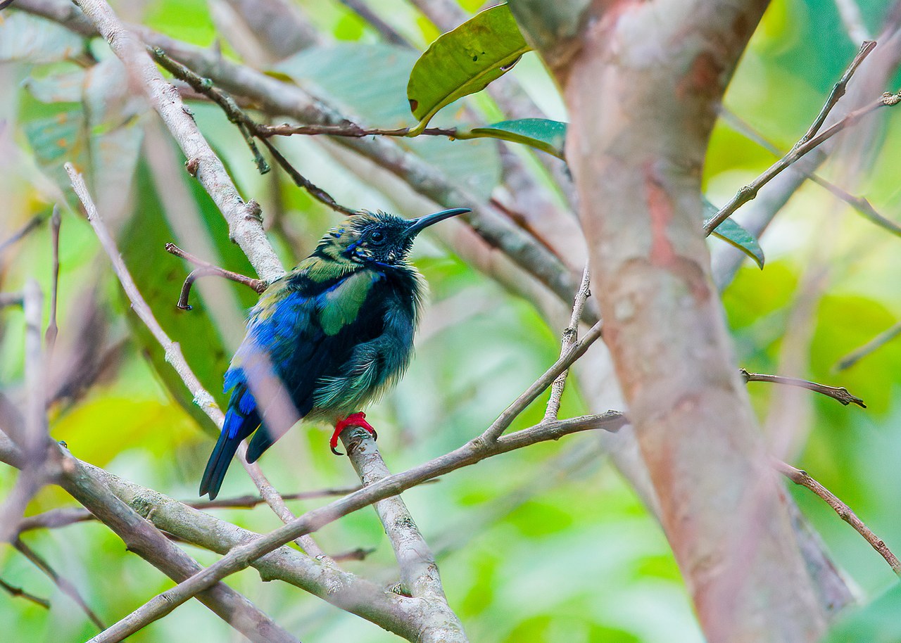 Red-legged Honeycreeper perched in leafy branches at the HXP house in Bucaramanga, Colombia