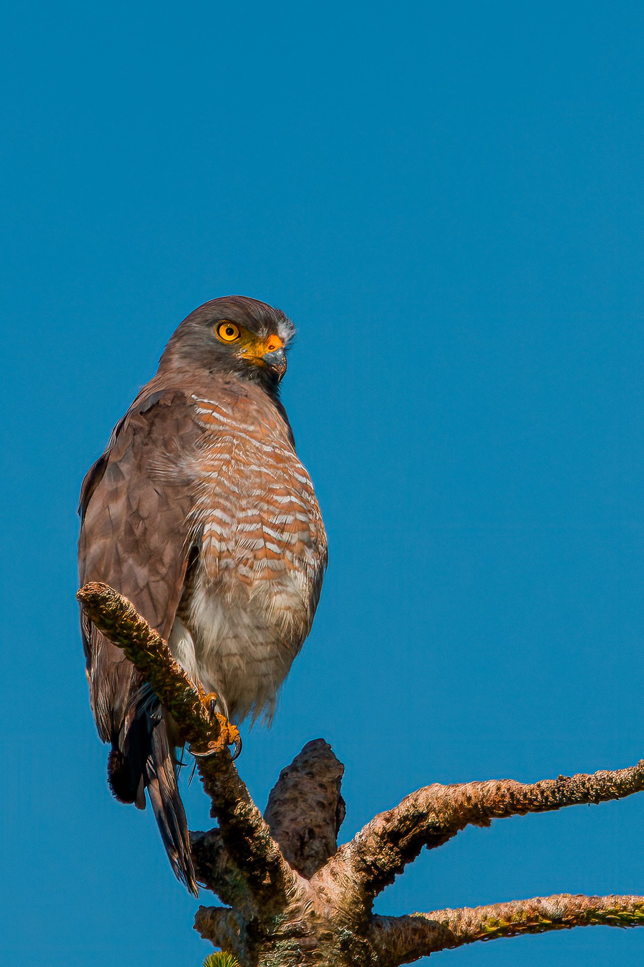 Roadside Hawk perched during a quiet morning in Peñol, Colombia