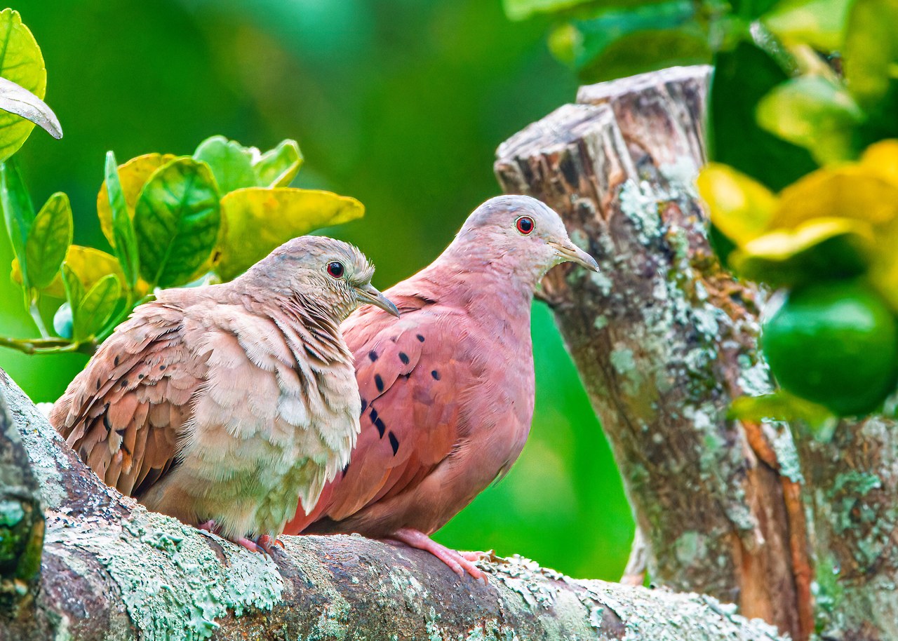 Pair of Ruddy Ground Doves perched together on a branch at the HXP house in Bucaramanga, Colombia