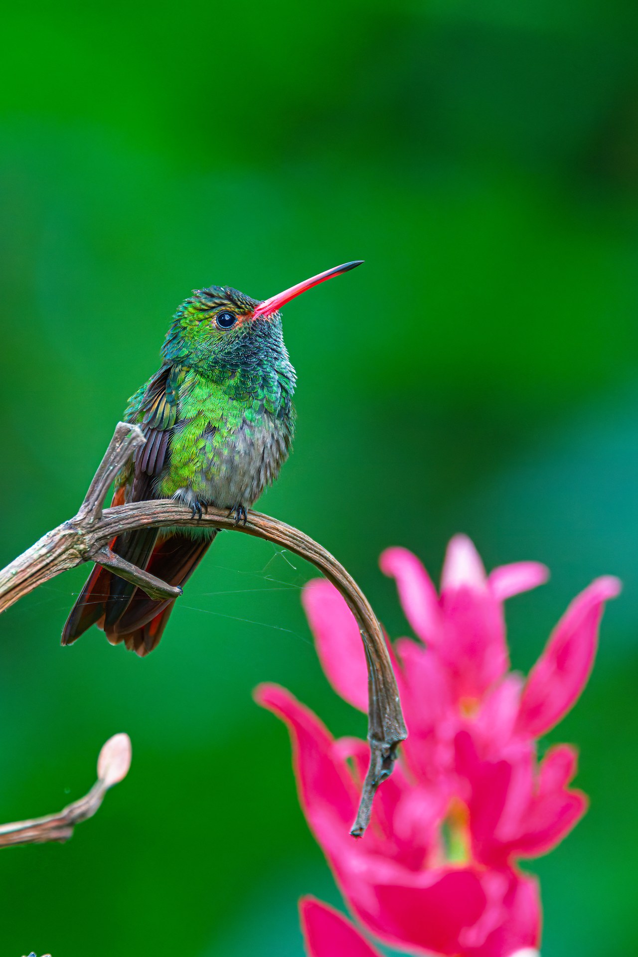 Rufous-tailed Hummingbird perched near a pink flower in the botanical gardens