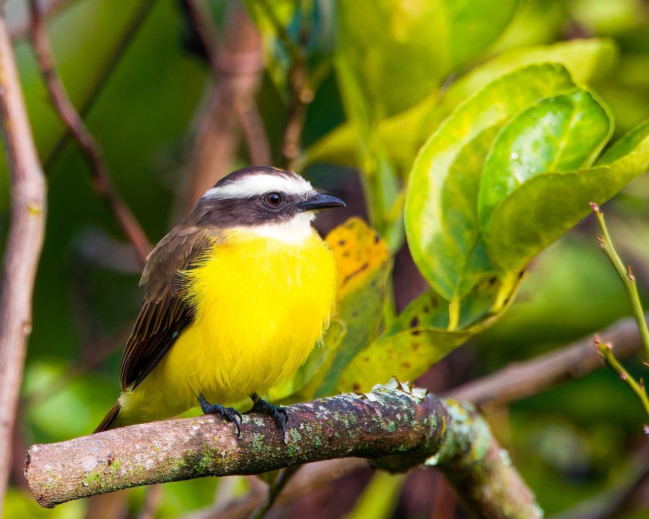Rusty-margined Flycatcher perched on a branch at the HXP house in Bucaramanga, Colombia
