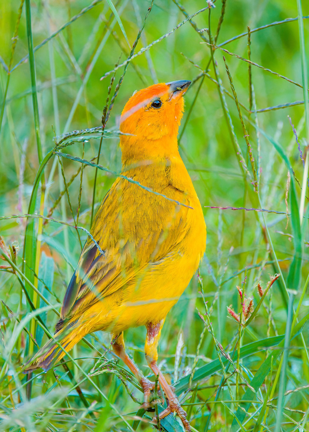 Saffron Finch standing in grass and feeding on seeds at the HXP house in Bucaramanga, Colombia