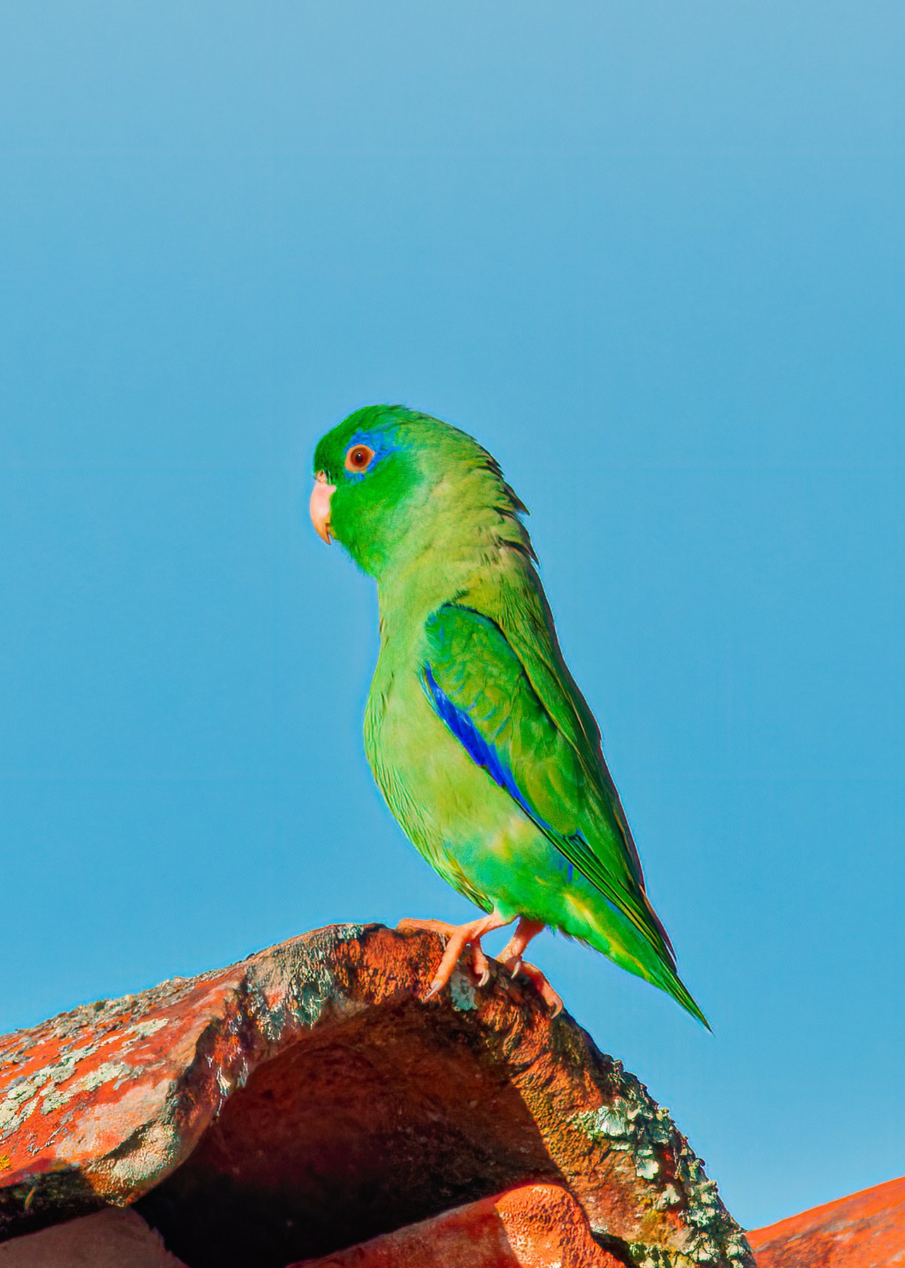 Spectacled Parrotlet perched on a tiled roof against a blue sky at the HXP house in Bucaramanga, Colombia