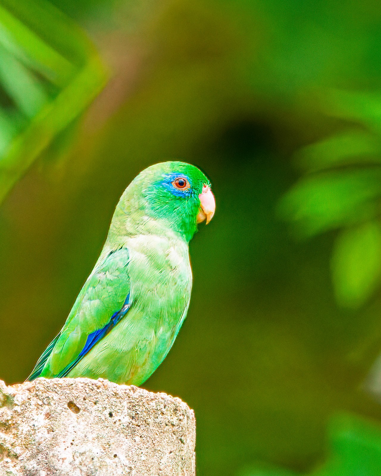 Spectacled Parrotlet photographed near the school site