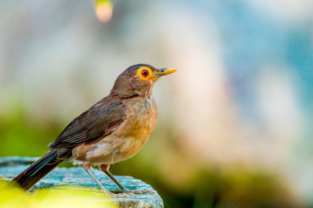 Spectacled Thrush perched near the HXP house in Bucaramanga, Colombia
