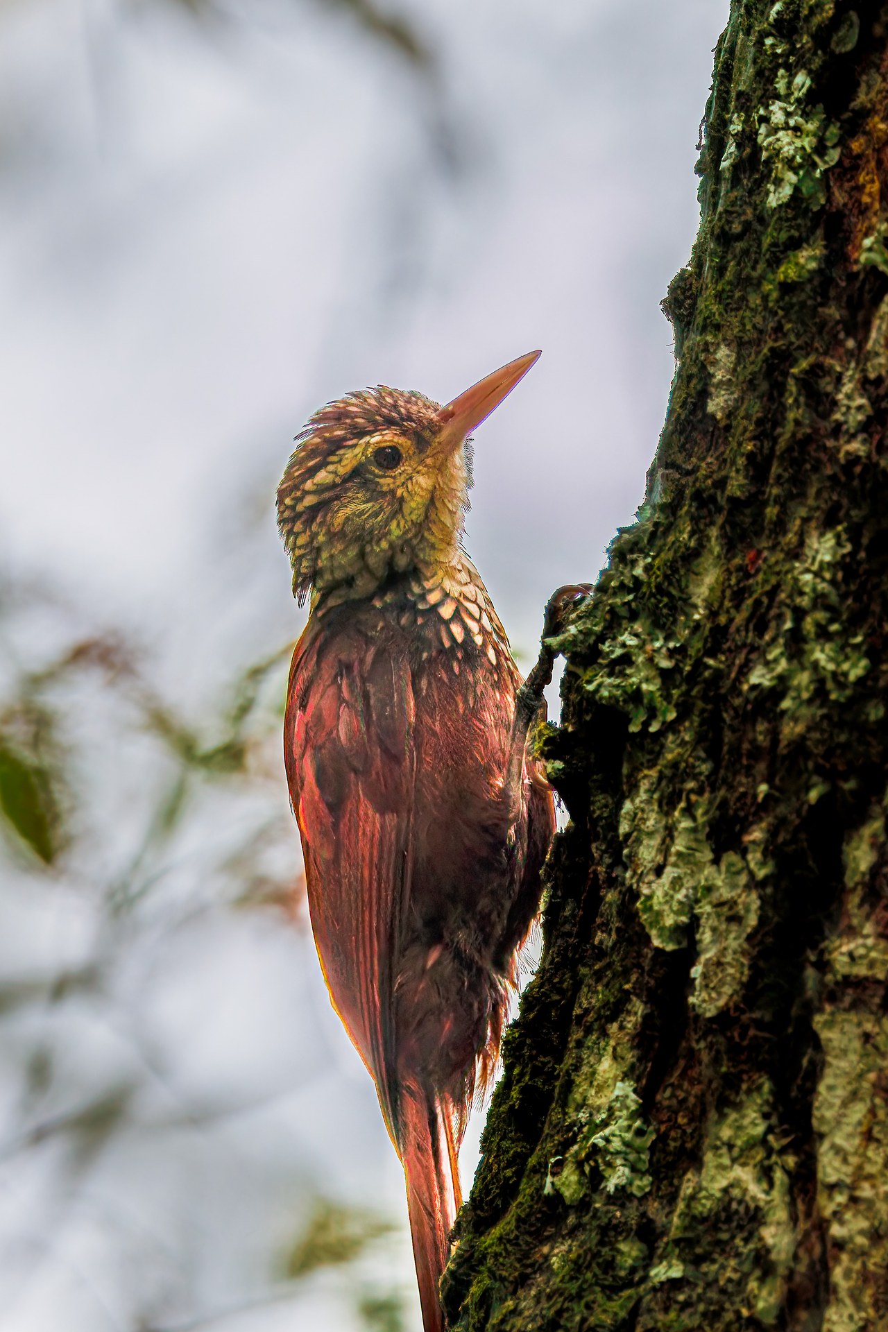Straight-billed Woodcreeper clinging to a tree trunk in the Bucaramanga Botanical Gardens, Colombia